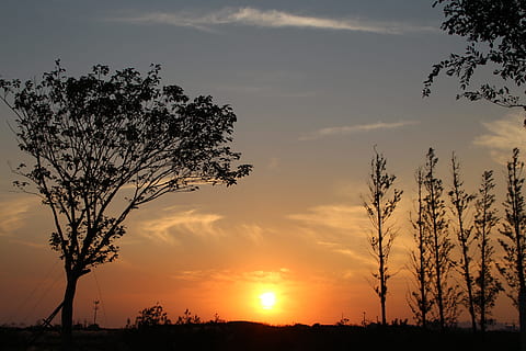 tramonto, Qingdao, secco, albero, silhouette, pianta, bellezza nella natura, cielo, colore arancione, scenics - natura, nuvola - cielo, la tranquillità, scena tranquilla, natura, idilliaco, nessuno, scena non urbana, sole, luce del sole, crescita, all'aperto, paesaggio, cielo romantico, 5K, CC0, dominio pubblico, privo di copyright