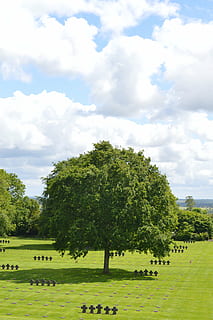 albero, cimitero, Normandia, sole, verde, cielo, nube, prato, erba, guerra, militare, seconda guerra mondiale, nuvola - cielo, pianta, colore verde, bellezza nella natura, natura, paesaggio, campo, giorno, terra, ambiente, la tranquillità, scena tranquilla, crescita, nessuno, scenics - natura, all'aperto, scena non urbana, 5K, CC0, dominio pubblico, privo di copyright
