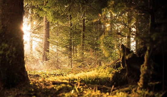 foresta di alberi verdi, foresta, sole, raggi, emergenza, riposo, calore, silenzioso, abete, foresta Nera, primavera, mattina, luce, natura, ombra, le foglie, alberi, nebbia, allagato, raggio di sole, tribù, muschio, abbaiare, erba, abendstimmung, tramonto, verde, sognante, atmosfera, fiaba, umore, effetto luce, albero, pianta, terra, luce del sole, crescita, la tranquillità, tronco d'albero, tronco, bellezza nella natura, giorno, nessuno, all'aperto, colore verde, scena tranquilla, ramo, messa a fuoco selettiva, riflesso lente, bosco, streaming, albero di conifere, 5K, CC0, dominio pubblico, privo di copyright