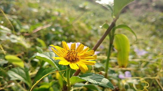 blomma, leafs, gul, blommande växt, växt, friskhet, skönhet i naturen, bräcklighet, sårbarhet, tillväxt, blomhuvud, närbild, kronblad, natur, blomställning, blad, växtdel, inget folk, grön färg, utomhus, springtime, pollen, 5K, CC0, offentligt domän, royaltyfria