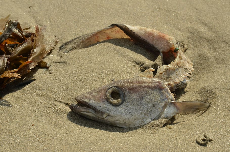 mort, morir, cap, peix, cap de peix, peix, cap, endoll d’ulls, Gill, esquelet, platja, sorra, un animal, marisc, la vida marina, cap gent, animal, terra, fauna animal, temes d'animals, mar, naturalesa, vertebrats, animals a la natura, primer pla, vista d’angle alt, marí, 4K