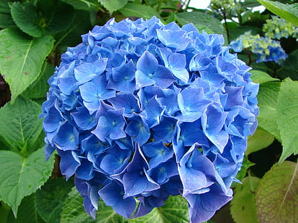 bunga biru, hydrangea, bunga, biru, menanam, tanaman berbunga, keindahan di alam, kerentanan, daun bunga, kerapuhan, pertumbuhan, merapatkan, hal berkembang, kepala bunga, ungu, kesegaran, bagian tanaman, daun, alam, hari, fokus pada latar depan, tidak ada orang, di luar rumah, seikat bunga, 2K, CC0, domain publik, bebas royalti