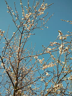 fiore di pesco, albero, primavera, Inquadratura dal basso, pianta, ramo, cielo, bellezza nella natura, crescita, cielo sereno, natura, fiore, giorno, nessuno, pianta fiorita, blu, la tranquillità, all'aperto, luce del sole, fiorire, fragilità, fiore di ciliegio, ciliegio, 4K, CC0, dominio pubblico, privo di copyright