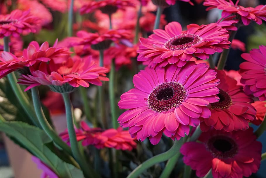 fotografia macro, porpra, flors de pètals, flors, flor, gerberer, schnittblume, primavera, rosa, planta, naturalesa, tancar, florir, humor, estiu, tija, color rosa, creixement, cap de flor, cap gent, planta amb flors, pètal, fragilitat, frescor, vulnerabilitat, bellesa a la natura, inflorescència, primer pla, centrar-se en primer pla, dia, pol·len, parc - l'home va fer espai, parc, a l'aire lliure, 5K