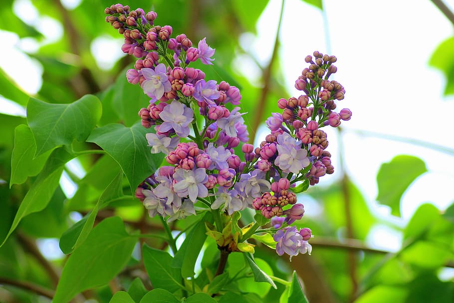 lilla blomster, uden, Busk, forår, violet, blomstring, grøn, natur, blomst, blomstrende plante, plante, friskhed, plante del, blad, skønhed i naturen, lyserød farve, skrøbelighed, tæt på, sårbarhed, vækst, lilla, grøn farve, fokus på forgrunden, ingen mennesker, træ, udendørs, blomsterhoved, flok blomster, blødhed, prydhave, 5K