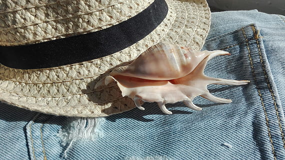 Shell, Sea, Jeans, hat, fashion, cowboy, no People, clothing, close-up, one animal, animal themes, indoors, studio shot, high angle view, fish, animal, still life, vertebrate, textile, directly above, pattern, day, animal wildlife, seashell, nature, sunlight, transparent, animal scale, 4K, CC0, public domain, royalty free