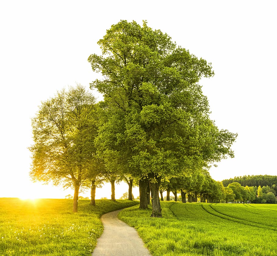 grøn, træ, solopgang, solnedgang, væk, træer, vandring, landskab, natur, humør, sommer, avenue, romantisk, vej, solrig, fredelig, skumring, naturskøn, bayern, sol, baglygte, Mark, plante, himmel, skønhed i naturen, grøn farve, ro, rolig scene, græs, vejen frem, vækst, retning, scenics - natur, faldende perspektiv, jord, ingen mennesker, dag, udendørs, treelined, 5K