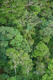 albero, foresta, natura, paesaggio, le foglie, pianta, sfondo, ambientale, montanaro, terreno edificabile, verde, alberi, colore verde, fogliame lussureggiante, foglia, nessuno, crescita, bellezza nella natura, la tranquillità, giorno, terra, scena tranquilla, acqua, all'aperto, vista dall'alto, parte vegetale, muschio, lago, foresta pluviale, pulito, 5K, CC0, dominio pubblico, privo di copyright