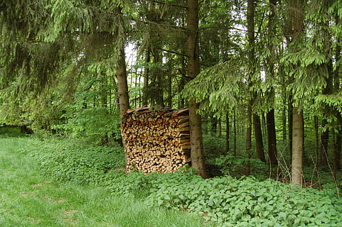 firewood, holzstapel, stack, combs thread cutting, forest, nature, wood, stacked up, pile of wood, tree, outdoors, plant, land, tree trunk, trunk, green color, growth, log, tranquility, deforestation, woodland, timber, no people, beauty in nature, lumber industry, wood - material, 2K, CC0, public domain, royalty free