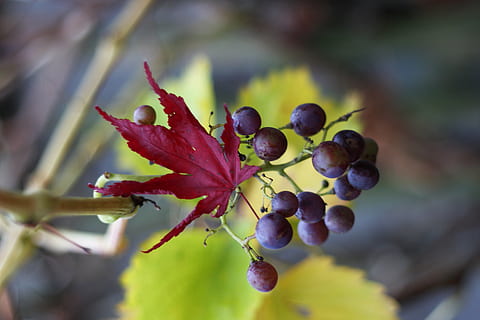 drue, blad, træ, mad og drikke, mad, vækst, frugt, plante, tæt på, sund kost, friskhed, bærfrugt, dag, ingen mennesker, fokus på forgrunden, natur, skønhed i naturen, udendørs, selektiv fokusering, Kvist, plante del, moden, naturlig tilstand, 4K, CC0, offentligt domæne, royaltyfrie