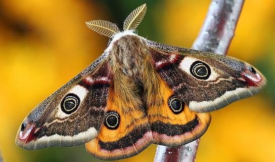 photo, teigne du paon, papillon de nuit, lépidoptères, insecte, macro, Royaume-Uni, la nature, animal, thèmes animaux, un animal, la faune des animaux, fond coloré, fermer, partie du corps de l'animal, aile des animaux, invertébré, papillon - insecte, personne, jaune, mammifère, animaux à l'état sauvage, prise de vue en studio, œil, vertébré, se concentrer sur le premier plan, tête d'animal, oeil d'animal, petit, 4K, CC0, domaine public, libre de droits