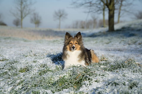 sheltie, menggerutu, bohong, musim dingin, eiswiese, satu binatang, mamalia, tema binatang, hewan, anjing, hewan peliharaan, binatang lokal, lokal, salju, alam, tanah, menanam, suhu dingin, bertulang belakang, pohon, tidak ada orang, bidang, anjing trah, 1080P, CC0, domain publik, bebas royalti