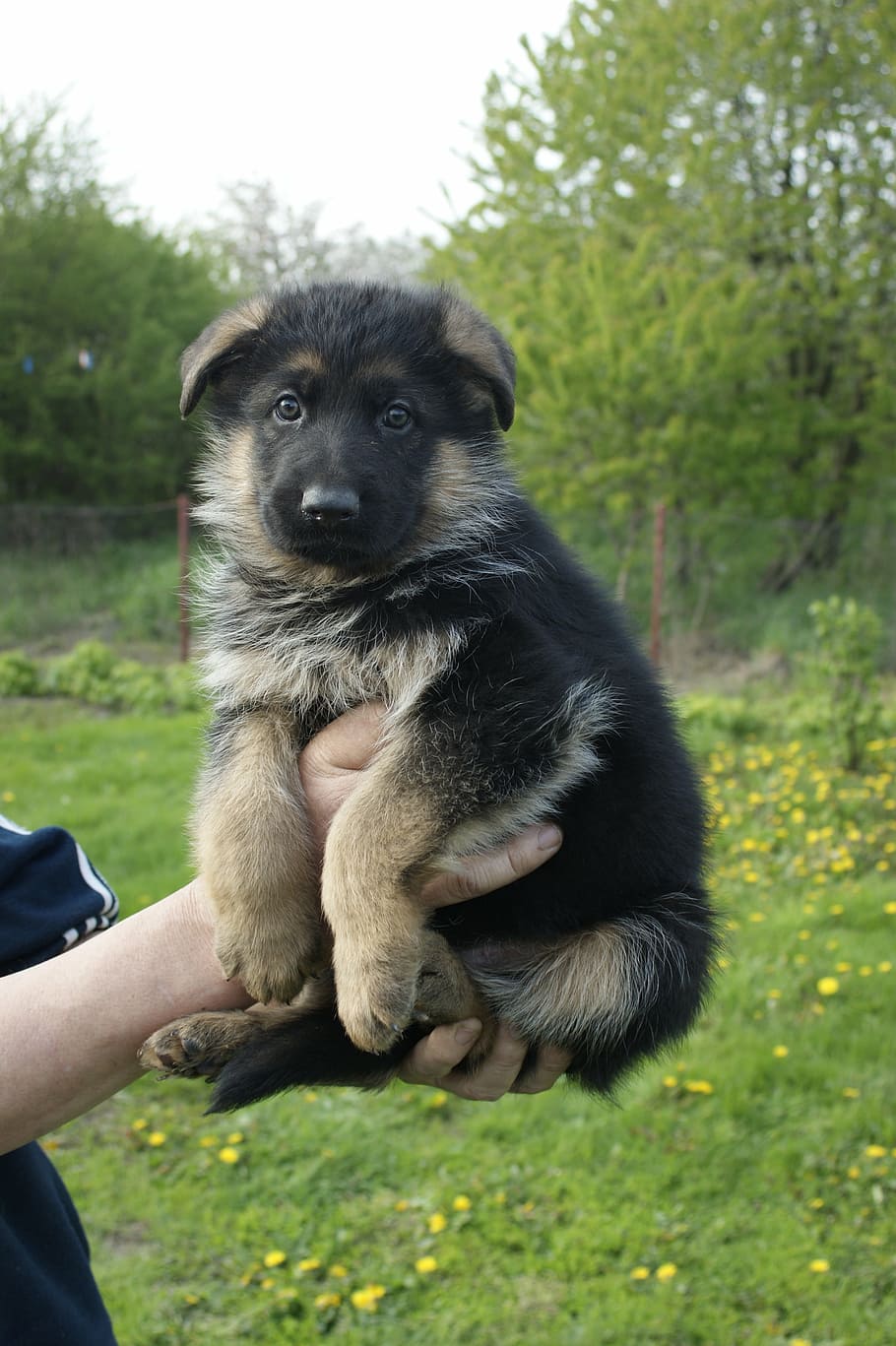 hundehvalp, schæferhund, lille bitte, nuttet, dyr, hund, kæledyr, ung, yndig, baby, lille, alsatian, udendørs, hunde, renraset hund, pattedyr, et dyr, indenlandske, husdyr, en person, hvirveldyr, rigtige mennesker, menneskelig hånd, menneskelig kropsdel, hånd, ungt dyr, dag, plante, kæledyr ejer, 4K