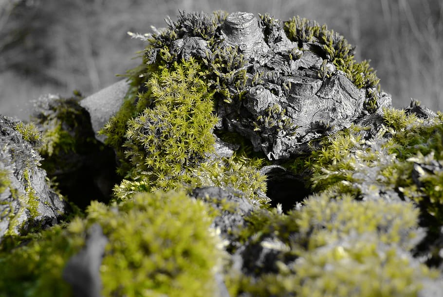 arrel, naturalesa, molsa, verd, tancar, molsa, verd, cap gent, dia, color verd, a l'aire lliure, enfocament selectiu, planta, primer pla, creixement, sòlid, menjar i beguda, menjar, arbre, rock, vista d’angle alt, rock - object, textura, bellesa a la natura, marihuana - cannabis a base d'herbes, liquen, 2K
