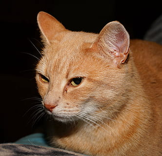 pisică, portret, graţios, expresie, animal de companie, închide, față, macrou, fata de pisica, adidas, drăguţ, tors, odihnă, curios, ochi, animal, mamifer, animale tematice, un animal, animale de companie, intern, animale domestice, a închide, felin, pisica domestica, animale vertebrate, partea corpului animalului, mustăţi, nici o persoana, cap de animal, in cautarea, Fundal negru, uitându-se departe, animale sălbatice, ghimbir pisica, ochi de animale, 4K, CC0, domeniu public, fără drepturi de autor