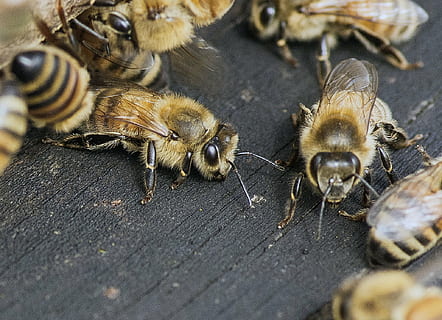 gruppe, gul, bier, bi, summen, honning, summende, natur, nektar, dyr, bestøvning, pollen, dyre temaer, dyreliv, dyr i naturen, insekt, hvirvelløse, tæt på, gruppe af dyr, selektiv fokusering, ingen mennesker, dag, høj vinkel visning, medium gruppe af dyr, ungt dyr, mad, træ - materiale, spise, 1080P, CC0, offentligt domæne, royaltyfrie
