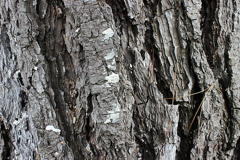 tekstur træ, natur, bark, bagagerum, træbark tekstur, træ, Skov, træstamme, træ - materiale, baggrunde, Brun, tekstureret, fuld ramme, ingen mennesker, plante, plantebark, tæt på, ru, udendørs, mønster, naturligt mønster, dag, vækst, skønhed i naturen, tekstureret effekt, 5K, CC0, offentligt domæne, royaltyfrie