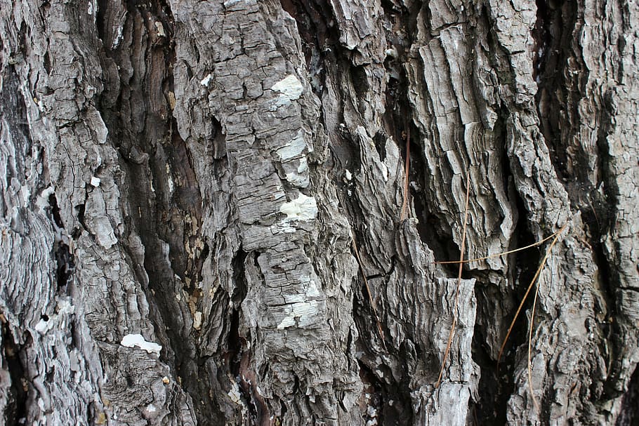 tekstur træ, natur, bark, bagagerum, træbark tekstur, træ, Skov, træstamme, træ - materiale, baggrunde, Brun, tekstureret, fuld ramme, ingen mennesker, plante, plantebark, tæt på, ru, udendørs, mønster, naturligt mønster, dag, vækst, skønhed i naturen, tekstureret effekt, 5K