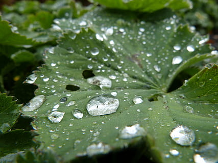 pluja, caiguda de pluja, full, verd, planta, naturalesa, tirar, aigua, humit, part de la planta, bellesa a la natura, primer pla, creixement, cap gent, color verd, frescor, puresa, rosada, dia, enfocament selectiu, a l'aire lliure, gota de pluja, fulles, 4K, CC0, domini públic, lliure de regalies