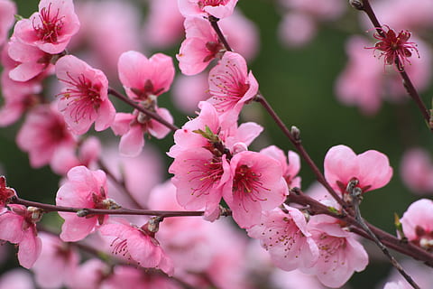 Frühling, Baum, blühend, Obstbaum, Pfirsich, pinke Blumen, Obstbäume, blühende Pflanze, Blume, pinke Farbe, Pflanze, Schönheit in der Natur, Zerbrechlichkeit, Frische, Verletzlichkeit, Wachstum, Ast, blühen, Nahansicht, Blütenblatt, Natur, Blütenstand, keine Leute, Zweig, Tag, Blütenkopf, draußen, Kirschblüte, Pollen, Pflaumenblüte, Kirschbaum, 4K, CC0, gemeinfrei, lizenzfrei