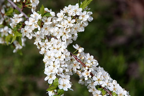 au-cirerer, arbre, florir, primavera, les fulles de la branca, flor, planta amb flors, planta, bellesa a la natura, frescor, Color blanc, creixement, fragilitat, vulnerabilitat, primer pla, naturalesa, centrar-se en primer pla, cap gent, dia, pètal, botànica, cap de flor, a l'aire lliure, flor de cirerer, Ram de flors, lila, 1080P, CC0, domini públic, lliure de regalies