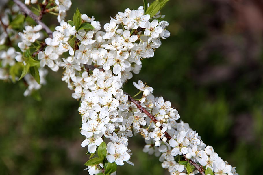 au-cirerer, arbre, florir, primavera, les fulles de la branca, flor, planta amb flors, planta, bellesa a la natura, frescor, Color blanc, creixement, fragilitat, vulnerabilitat, primer pla, naturalesa, centrar-se en primer pla, cap gent, dia, pètal, botànica, cap de flor, a l'aire lliure, flor de cirerer, Ram de flors, lila, 1080P