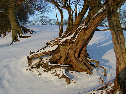 Marrone, secco, albero, coperto, la neve, giorno, radice, radicato, inverno, freddo, magia della neve, invernale, foresta invernale, la tranquillità, pianta, tronco, tronco d'albero, natura, bellezza nella natura, scena tranquilla, nessuno, scenics - natura, terra, temperatura fredda, campo, cielo, ambiente, all'aperto, abbaiare, 1080P, CC0, dominio pubblico, privo di copyright