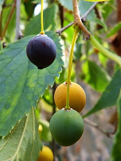 hackberry, modning, koncept, Lledo, Lledoner, frugt, have, træ, sund og rask, mad, sandwich, gård, sund kost, mad og drikke, vækst, blad, friskhed, plante, plante del, tæt på, grøn farve, fokus på forgrunden, velvære, natur, ingen mennesker, dag, hængende, udendørs, skønhed i naturen, moden, plantage, 4K, CC0, offentligt domæne, royaltyfrie