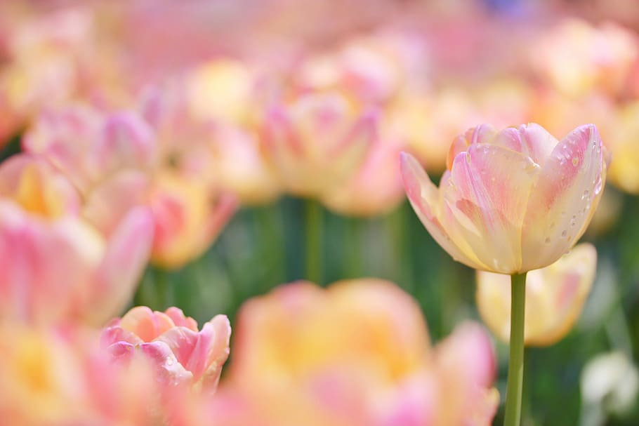 tilt-shift linsefotografering, lyserød, blomst, tilt skifte linse, fotografering, natur, lyserød farve, plante, tulipan, blomsterhoved, kronblad, forår, skønhed i naturen, friskhed, tæt på, blad, sommer, udendørs, multi farvet, sæson, blomstre, botanik, blomsterseng, baggrunde, skrøbelighed, blomstrende plante, sårbarhed, blomsterstand, selektiv fokusering, ingen mennesker, vækst, dag, pæon, prydhave, blødhed, blomster arrangement, 1080P