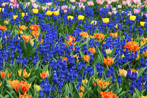flors variades, bonic, flor, llit, florir, fons, color, colorit, flora, fresc, jardí, Holanda, pètal, vermell, primavera, tulipa, vibrant, raïm, jacints, planta amb flors, planta, bellesa a la natura, frescor, creixement, vulnerabilitat, fragilitat, primer pla, porpra, naturalesa, llit de flors, camp, blau, cap de flor, inflorescència, multicolor, cap gent, terra, a l'aire lliure, jardí ornamental, 4K, CC0, domini públic, lliure de regalies