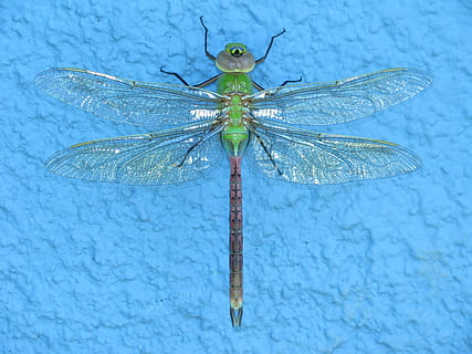 green, brown, dragonfly, blue, surface, insect, macro, bug, wings, one animal, invertebrate, animal themes, animals in the wild, animal, animal wildlife, animal wing, close-up, nature, no people, outdoors, day, zoology, animal body part, damselfly, beauty in nature, focus on foreground, animal eye, 2K, CC0, public domain, royalty free