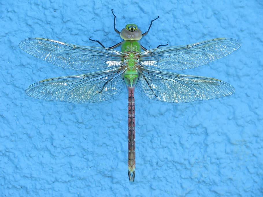 verd, marró, libèl·lula, blau, superfície, insecte, macro, error, ales, un animal, invertebrat, temes d'animals, animals a la natura, animal, fauna animal, ala dels animals, primer pla, naturalesa, cap gent, a l'aire lliure, dia, zoologia, part del cos dels animals, senyoreta, bellesa a la natura, centrar-se en primer pla, ull d’animals, 2K