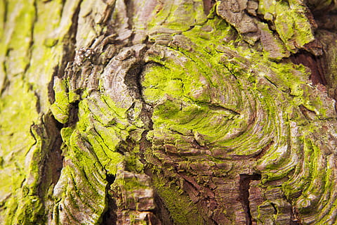 schors, laag, boom, kurk, dood, fabriek, dode plant, het beste, schors blaffen, mos, groen, bruin, oog, boomstam, natuur, getextureerde, buitenshuis, romp, groei, detailopname, hout - materiaal, geen mensen, ruw, volledig kader, dag, groene kleur, plantenschors, achtergronden, natuurlijk patroon, hout, boomring, korstmos, 4K, CC0, publiek domein, royaltyvrij