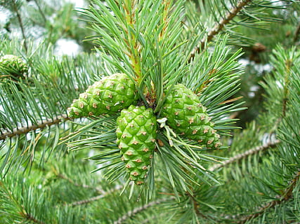 pinjekegler, fyrretræ, træ, grannåle, fyrgren, forår, grøn farve, vækst, plante, skønhed i naturen, dag, natur, blad, ingen mennesker, tæt på, afdeling, fokus på forgrunden, plante del, nåletræ, ro, Pinaceae, udendørs, nål - plante del, grankogle, strittende, 1080P, CC0, offentligt domæne, royaltyfrie