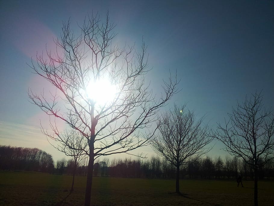 posta de sol, arbre, sol de tarda, humor, posta de sol, arbre, cel, bonic, acollidor, agradable, naturalesa, a l'aire lliure, arbres, paisatge, vista, llum, assolellat, més, fora, sobre la marxa, arbre nu, sol, escenics, cap gent, tranquil·litat, escena tranquil·la, bellesa a la natura, planta, escenics - natura, medi ambient, terra, camp, escena no urbana, llum solar, silueta, flare de la lent, brillant, lluminós, 2K