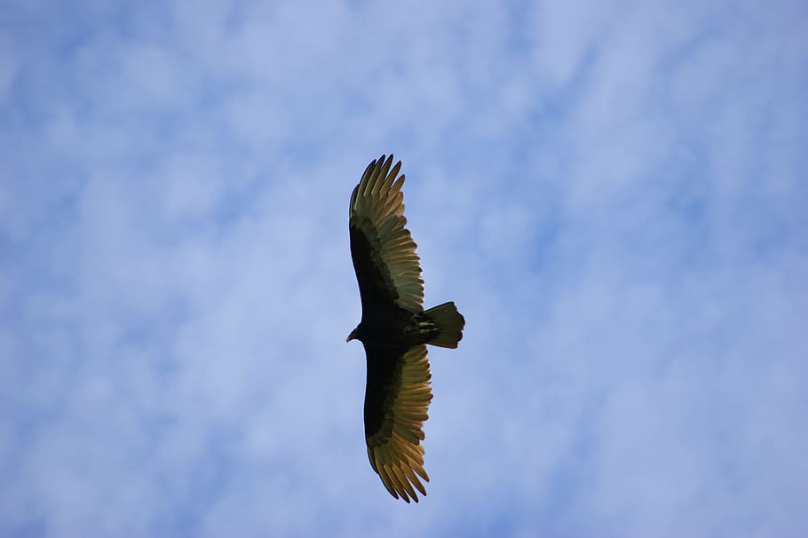 Geier, Himmel, Wolken, fliegen, Paraguay, Südamerika, Vogel, Tier, Tierwelt, Tiere in freier Wildbahn, Wirbeltier, Tierthemen, die Flügel ausbreiten, fliegend, ein Tier, Raubvogel, Natur, Flachwinkelansicht, keine Leute, in der Luft, Tag, draußen, Bewegung, wolke - himmel, Adler, 4K