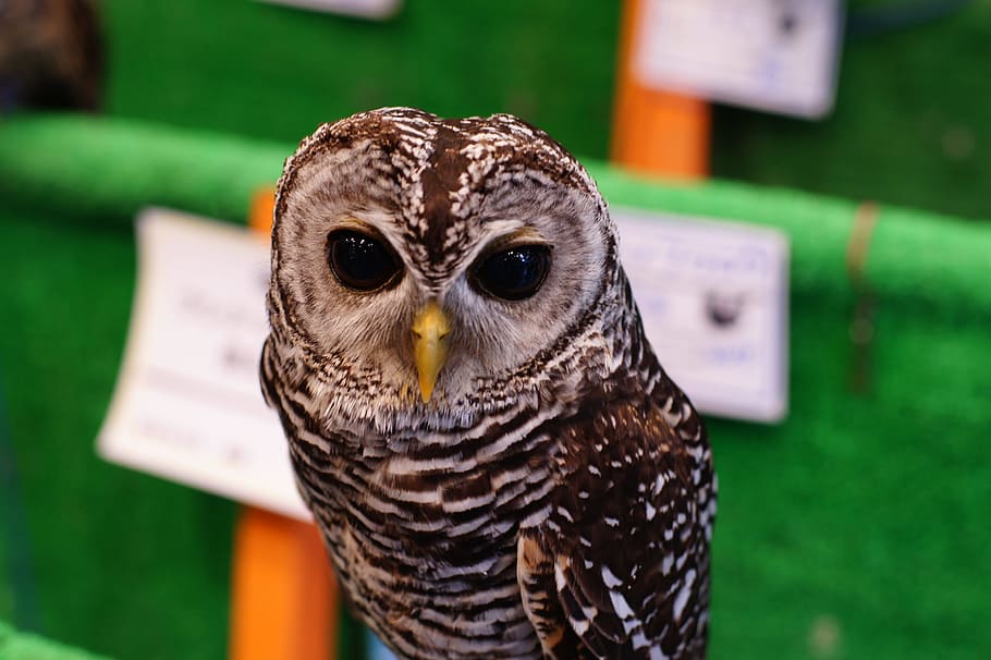 Liste, Vogel, und, Tierthemen, Raubvogel, Tier, ein Tier, Eule, Wirbeltier, Fokus auf den Vordergrund, Tierwelt, Tiere in freier Wildbahn, Nahansicht, Porträt, Tag, keine Leute, Schnabel, Kamera betrachten, Tierkörperteil, Natur, grüne Farbe, draußen, Tierauge, Falke - Vogel, 4K