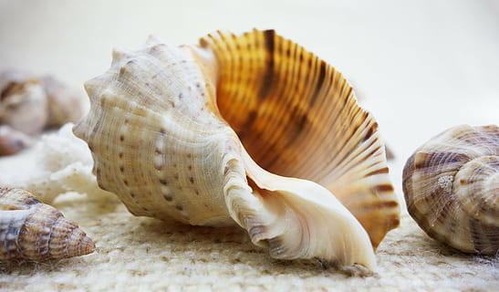 béžový, hnědý, Ulita šneka, shell, mušle, Příroda, Krásná, krása, moře, život, námořní, měkkýšů, oceánský, dovolená, pláž, detail, ulita, suvenýr, škeble, makro, studio, spirála, objekt, tvar, jeden, vodní, přírodní, sbírka, exotický, dekorace, zvířecí shell, letní, prázdnin, písek, cestovat, zvířat, zvíře, nikdo, přírodní vzor, uvnitř, krása v přírodě, selektivní zaměření, jídlo, přistát, stálý život, den, texturou, jídlo a pití, 5K
