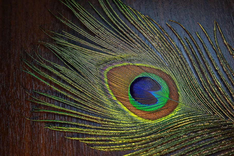 grøn, blå, blad, Brun, overflade, desktop, mønster, påfugl, natur, farve, fugl, abstrakt, tæt på, tropisk, fjer, levende, grafisk, lyse, billede, påfuglefjer, grøn farve, ingen mennesker, multi farvet, skønhed i naturen, naturligt mønster, dyr, blødhed, enkelt objekt, sårbarhed, skrøbelighed, dyre temaer, indendørs, 1080P