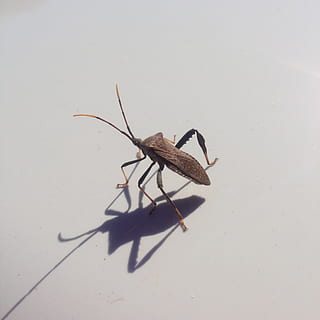 bug, kumbang, asing, serangga, antena, satwa liar hewan, tema binatang, invertebrata, hewan, binatang di alam liar, satu binatang, bayangan, tidak ada orang, alam, merapatkan, sinar matahari, menyalin ruang, fitur dinding - bangunan, hari, latar belakang putih, tampilan sudut tinggi, di luar rumah, antena binatang, bagian tubuh hewan, 1080P, CC0, domain publik, bebas royalti