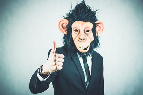person, wearing, brown, black, money mask, suit jacket, monkey, application, training, business, portrait, start up, startup, presentation, logo, meeting, businessman, profession, tie, businessmen, management, kaufmann, winner, work, success, skills, manager, career, lifestyle, dynamic, shirt, workplace, chef, office, tax consultant, office job, suit, funny, bureaucracy, leader, professional, boss, outfit, consultant, specialist, successful, team leader, gut, thumb, positive, finger, top, full well, thumb males, high, excellent, like, confirm, thumbs up, motivation, right, one person, gesturing, looking at camera, emotion, adult, studio shot, indoors, fun, human body part, hand sign, front view, hair, pointing, hairstyle, humor, fashion, black color, body part, positive emotion, hand, making a face, index finger, 4K, CC0, public domain, royalty free