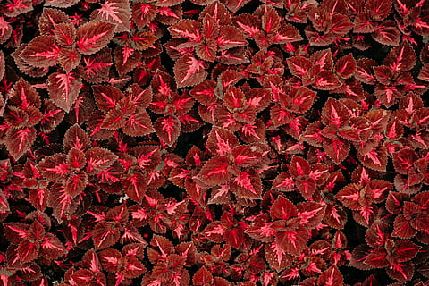 rote Blumen, Rote Blätter, Blume, rot, Muster, Hintergrund, Wiederholung, dunkel, Rosa, Blatt, Blütenblatt, Weizen, Baum, Feld, Natur, Fluss, Wasser, Wasserfall, dunkelgrün, Liebe, erste Blume, Frühlingsblume, Vollbild, Hintergründe, Pflanzenteil, Veränderung, Fülle, keine Leute, Schönheit in der Natur, Herbst, Nahansicht, Tag, Pflanze, draußen, High Angle View, Blätter, Wachstum, lebendige Farbe, Zerbrechlichkeit, Ahornblatt, natürlicher Zustand, 5K, CC0, gemeinfrei, lizenzfrei