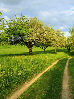 Primavera, arvores, longe, campo, Prado, panorama, verde, flores, Flor, verão, árvores floridas, plantar, árvore, beleza na natureza, céu, tranquilidade, crescimento, cor verde, nuvem - céu, cena tranquila, terra, grama, natureza, scenics - natureza, ninguém, dia, estrada, meio Ambiente, o caminho a seguir, ao ar livre, Perspectiva Diminutiva, Treelined, 4K, CC0, domínio público, royalty free
