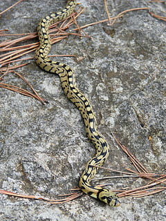 slange, gul, Skov, dyre temaer, dyr, dyreliv, et dyr, krybdyr, hvirveldyr, dyr i naturen, ingen mennesker, høj vinkel visning, dyr markeringer, natur, tæt på, solid, dag, udendørs, træ, stribet, klippe, rock-objekt, hale, dyre skala, munden åben, 2K, CC0, offentligt domæne, royaltyfrie