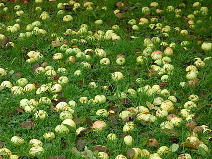 poma, inesperat, prat, fruita, flor, naturalesa, herba, planta, creixement, frescor, camp, planta amb flors, terra, bellesa a la natura, color verd, cap gent, marc complet, vulnerabilitat, dia, fragilitat, fons, primer pla, abundància, Color blanc, cap de flor, a l'aire lliure, primavera, llit de flors, 2K, CC0, domini públic, lliure de regalies