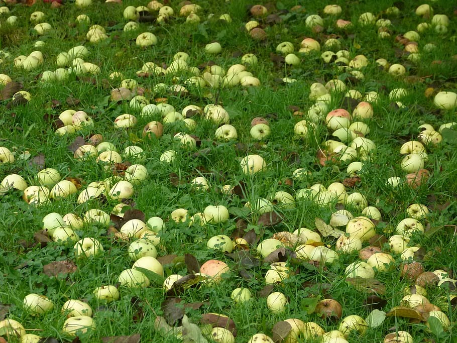 poma, inesperat, prat, fruita, flor, naturalesa, herba, planta, creixement, frescor, camp, planta amb flors, terra, bellesa a la natura, color verd, cap gent, marc complet, vulnerabilitat, dia, fragilitat, fons, primer pla, abundància, Color blanc, cap de flor, a l'aire lliure, primavera, llit de flors, 2K