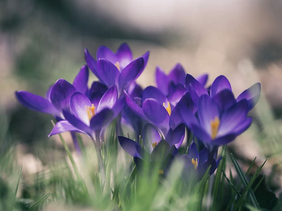 porpra, foto de primer pla de flor de pètal, flors macro fotografia, safrà, croci, primavera, flor, flors silvestres, naturalesa, herba, crocu, color, fresc, nou, creixent, planta amb flors, planta, bellesa a la natura, frescor, vulnerabilitat, fragilitat, creixement, primer pla, cap gent, pètal, inflorescència, enfocament selectiu, cap de flor, a l'aire lliure, camp, dia, terra, llit de flors, 4K