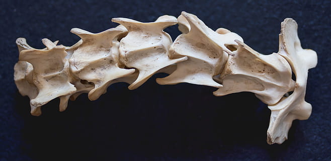 backbone, black, textile, fuchs, spine, dead, bone, mortal, carnivores, skeleton, death, animal, no people, indoors, animal body part, animal themes, mammal, animal wildlife, animal skull, still life, black background, close-up, single object, studio shot, group of objects, deer, white color, shape, 4K, CC0, public domain, royalty free