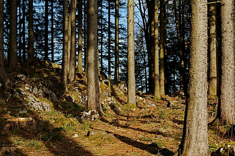 foresta, alberi, pietre, montagne, escursione, natura, roccia, luce, sole, raggio di sole, allagato, albero, tronco, terra, pianta, tronco d'albero, la tranquillità, bosco, crescita, scena tranquilla, nessuno, bellezza nella natura, scenics - natura, giorno, luce del sole, scena non urbana, a distanza, all'aperto, ambiente, bambù - pianta, 5K, CC0, dominio pubblico, privo di copyright
