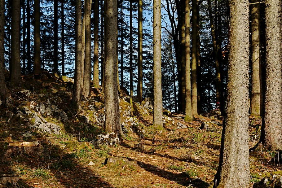 foresta, alberi, pietre, montagne, escursione, natura, roccia, luce, sole, raggio di sole, allagato, albero, tronco, terra, pianta, tronco d'albero, la tranquillità, bosco, crescita, scena tranquilla, nessuno, bellezza nella natura, scenics - natura, giorno, luce del sole, scena non urbana, a distanza, all'aperto, ambiente, bambù - pianta, 5K
